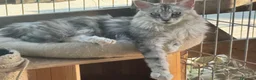 Maine Coon gatos en venta: Preciosa camada de Maine Coon - Anuncio 5