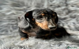 Teckel Miniatura perros en venta: TECKEL MINIATURA CAMADA DISPONIBLE - Imagen 9