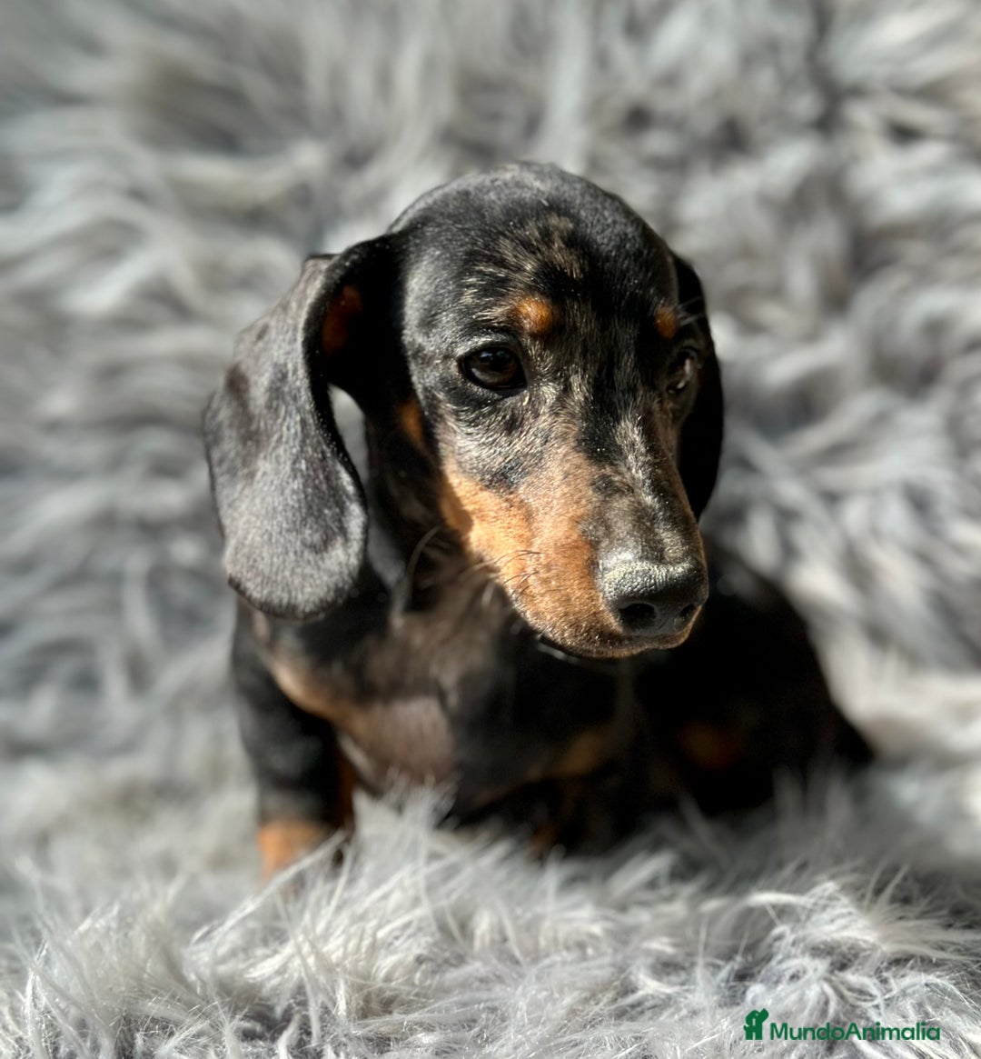 Teckel Miniatura perros en venta: TECKEL MINIATURA CAMADA DISPONIBLE - Imagen 9