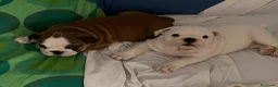 Bulldog Inglés perros en venta: Cachorros bulldog inglés  - Anuncio 2