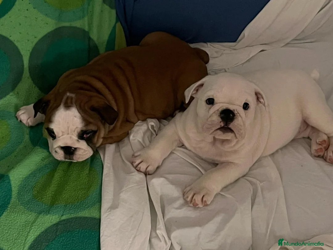 Bulldog Inglés perros en venta: Cachorros bulldog inglés  - Anuncio 2