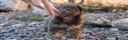 Yorkshire Terrier perros en venta: YORKSHIRE TERRIER CHOCOLATE EXÓTICOS DISPONIBLES - Anuncio 4