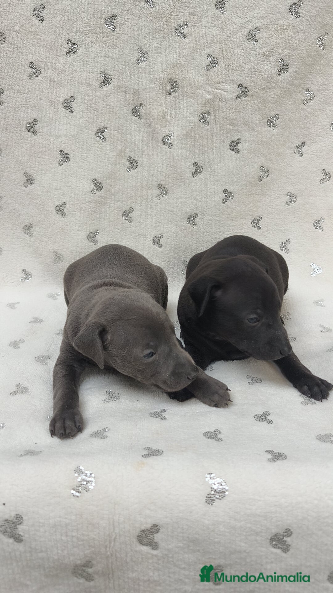 Pequeño Lebrel Italiano perros en venta: Pequeño lebrel Italiano macho - Anuncio 7