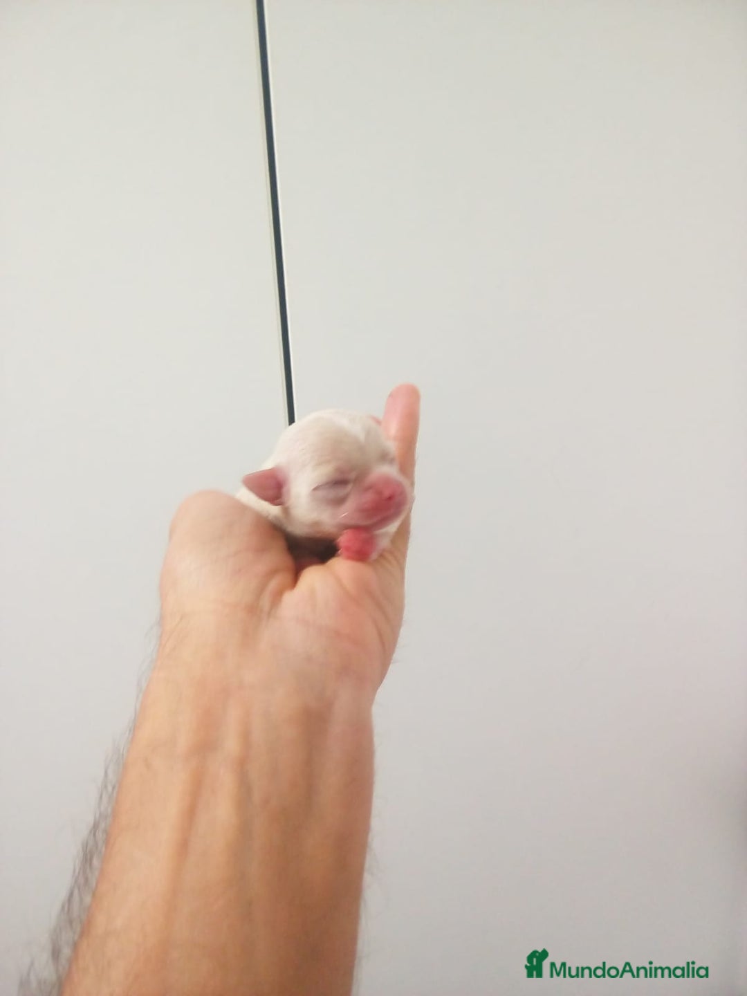 Chihuahua perros en venta: Camada de chihuahuas toy, cabeza manzana - Anuncio 5