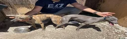 Whippet perros en venta: Whippet hembras de calidad  - Anuncio 11