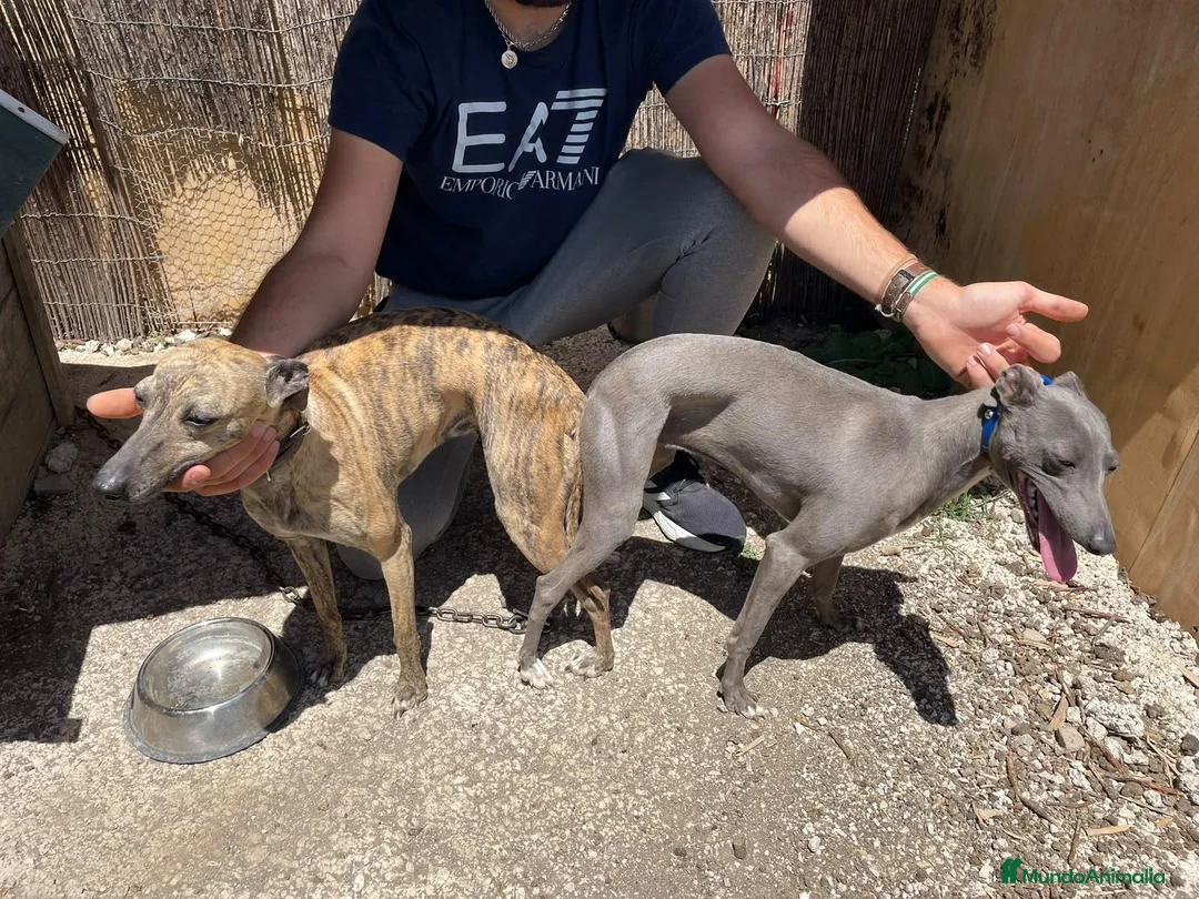 Whippet perros en venta: Whippet hembras de calidad  - Anuncio 11
