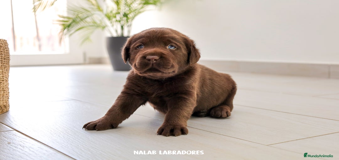 Imagen de galería {{count}}