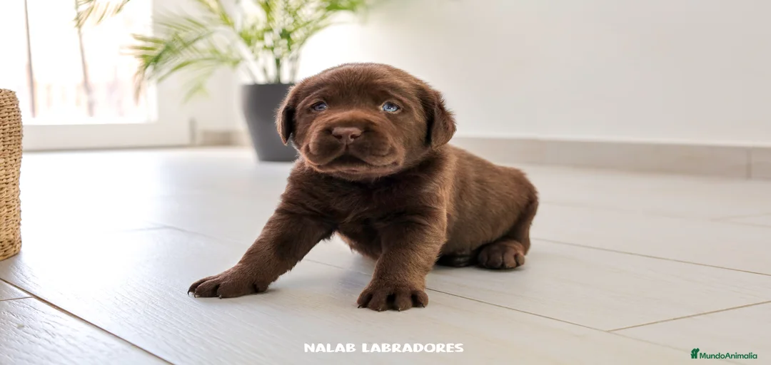 Imagen de galería {{count}}