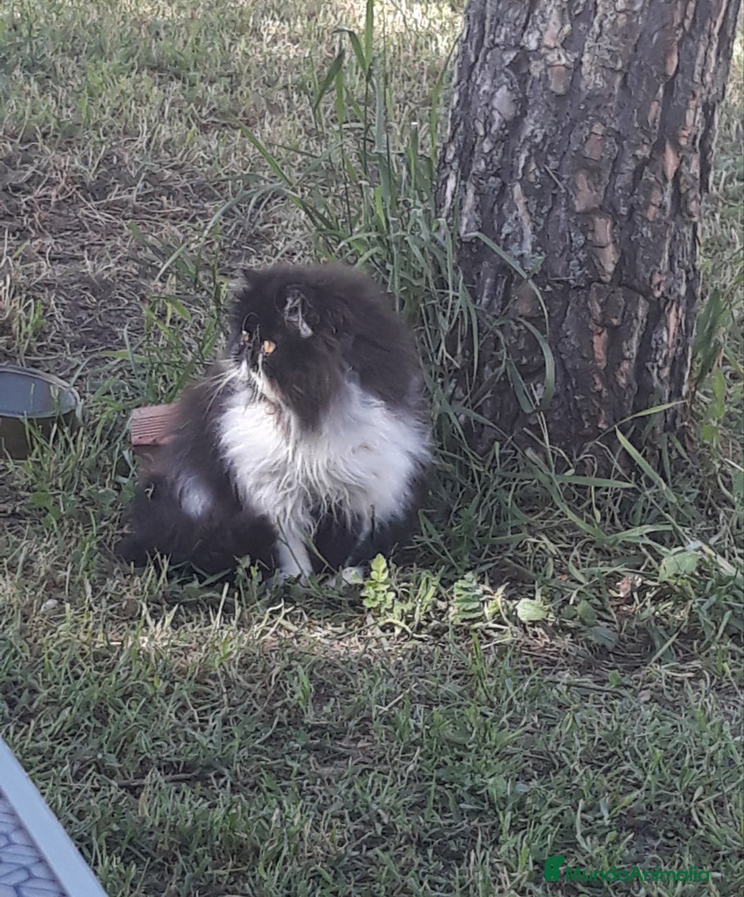 Raza Mixta gatos Cruce de persa - Anuncio 1