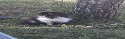 Raza Mixta gatos en venta: Cruce de persa - Anuncio 1