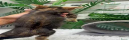 Bengalí gatos en venta: GATITA BENGALI - Anuncio 3