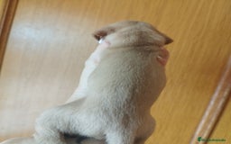 Teckel perros en venta: TECKEL PURA RAZA  - Imagen 5