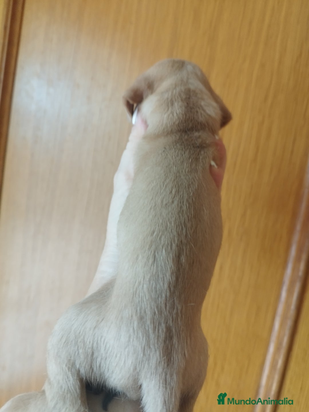 Teckel perros en venta: TECKEL PURA RAZA  - Imagen 5