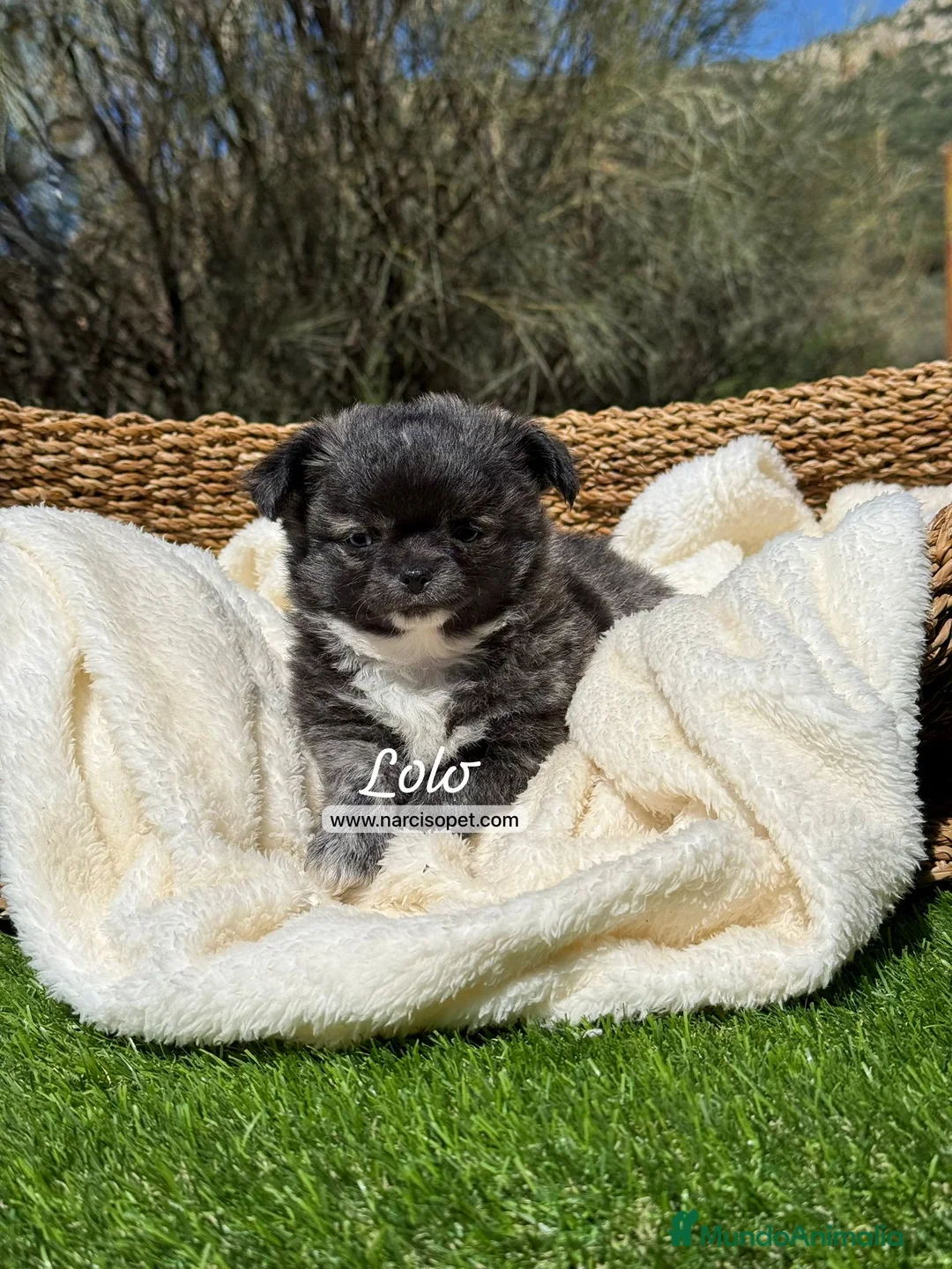 Chihuahua perros en venta: TU CHIHUAHUA PELO LARGO - Anuncio 2