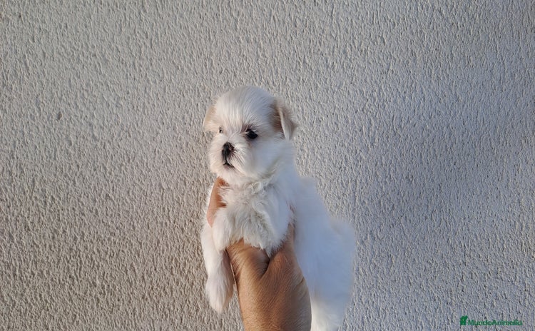 Bichón Maltés perros - Propaganda 1