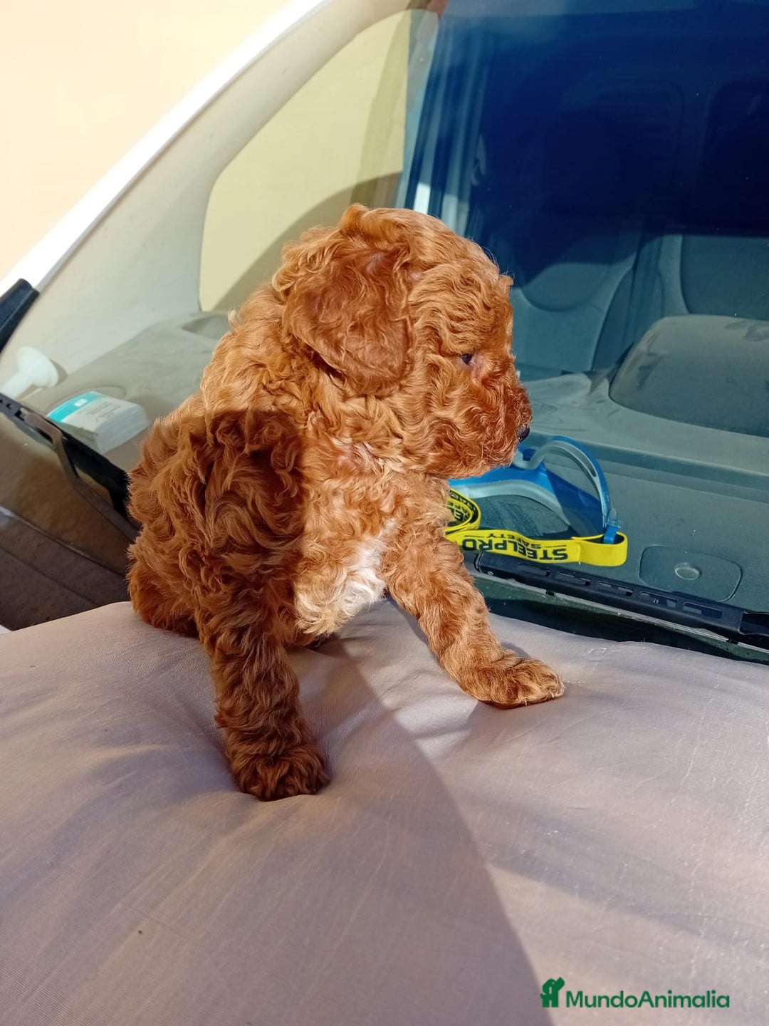 Caniche Toy perros en venta: Caniche toy - Imagen 3