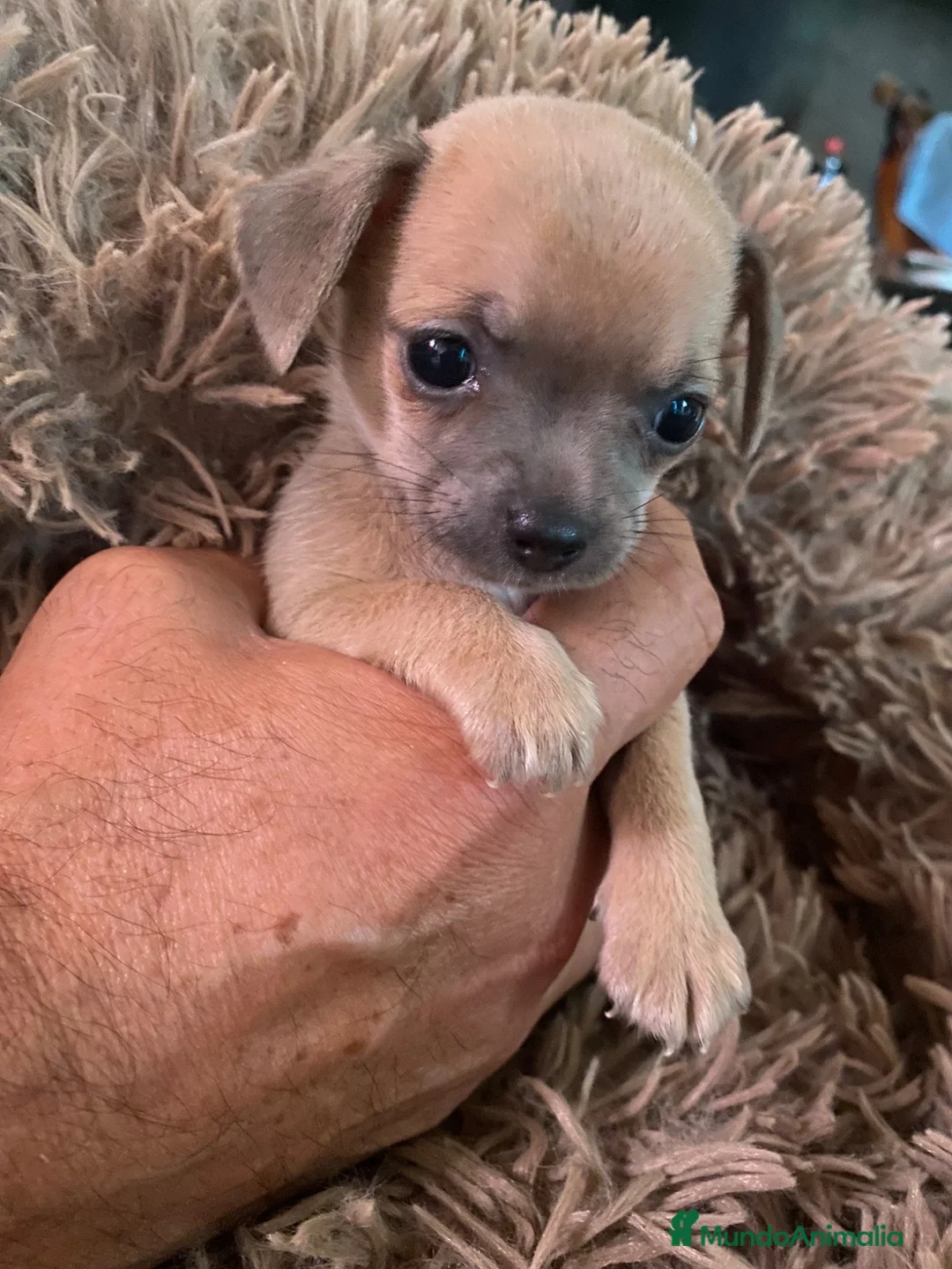 Chihuahua perros en venta: Chihuahua hembrita sable - Anuncio 4