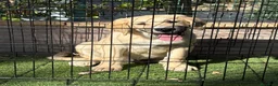 Pastor de Asia Central perros en venta: Cachorro macho Alabai 3 meses  - Anuncio 7