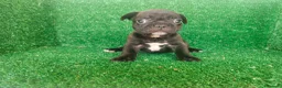 Bulldog Francés perros en venta: Bulldog francés  - Anuncio 11