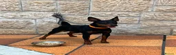 Pinscher Miniatura perros en venta: Pincher puros - Anuncio 6