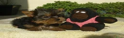 Yorkshire Terrier perros en venta: Yorkshire Terrier  - Anuncio 1