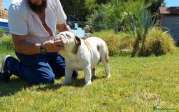 Bulldog Inglés perros en venta: Bulldog ingles macho - Imagen 1
