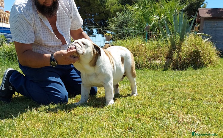 Bulldog Inglés perros - Anuncio 1