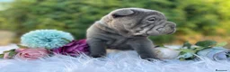 Shar Pei perros en venta: SHAR PEI SUPER CALIDAD en Málaga - Anuncio 3
