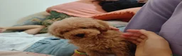 Caniche Toy perros en venta: Caniche Toy - Anuncio 3