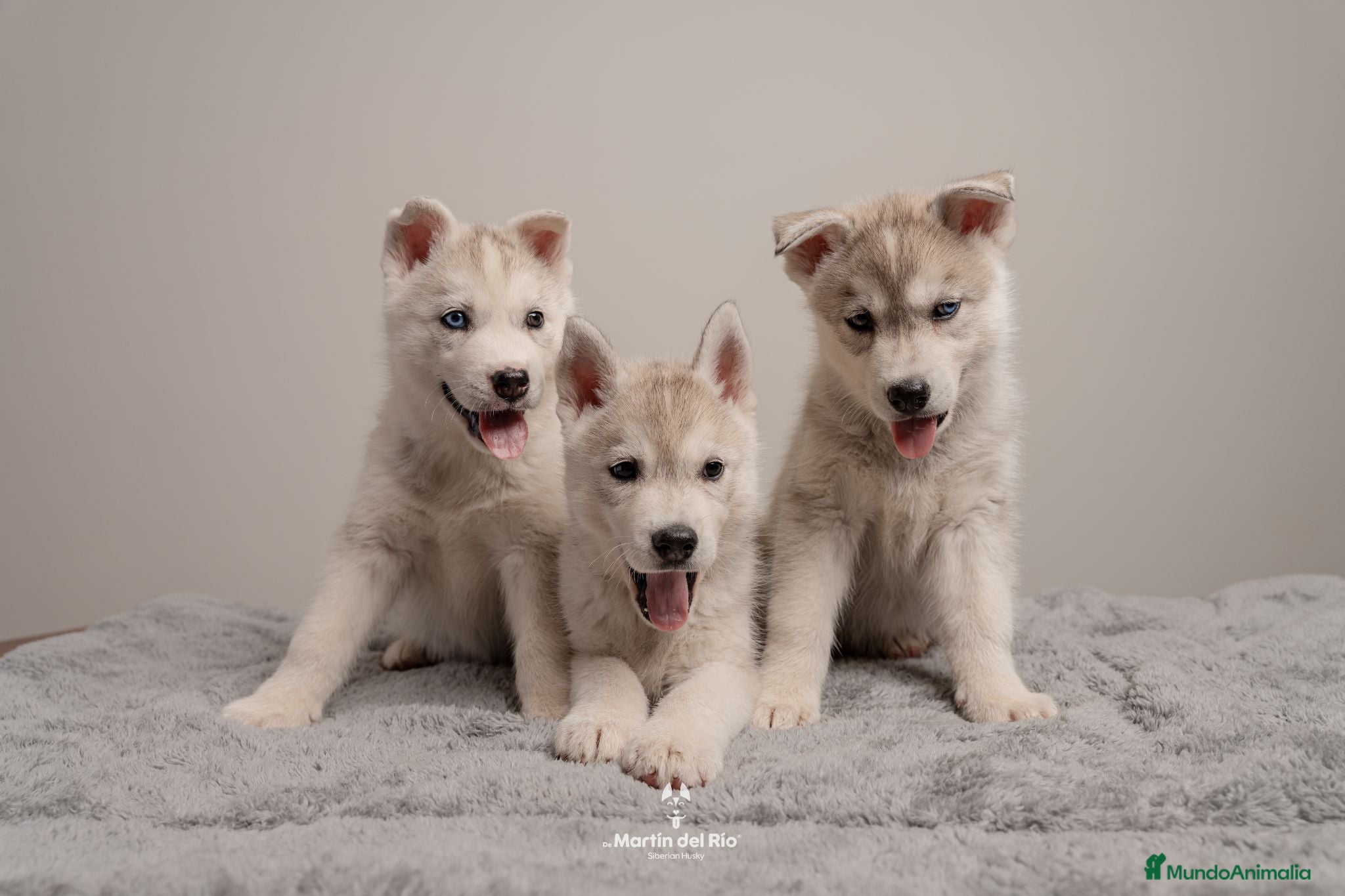 Husky Siberiano perros Husky Siberiano - Cachorros - Anuncio 1