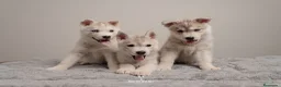 Husky Siberiano perros en venta: Husky Siberiano - Cachorros - Anuncio 4