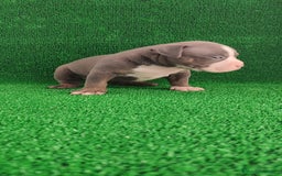 American Bully perros en venta: American bully pocket  - Imagen 6