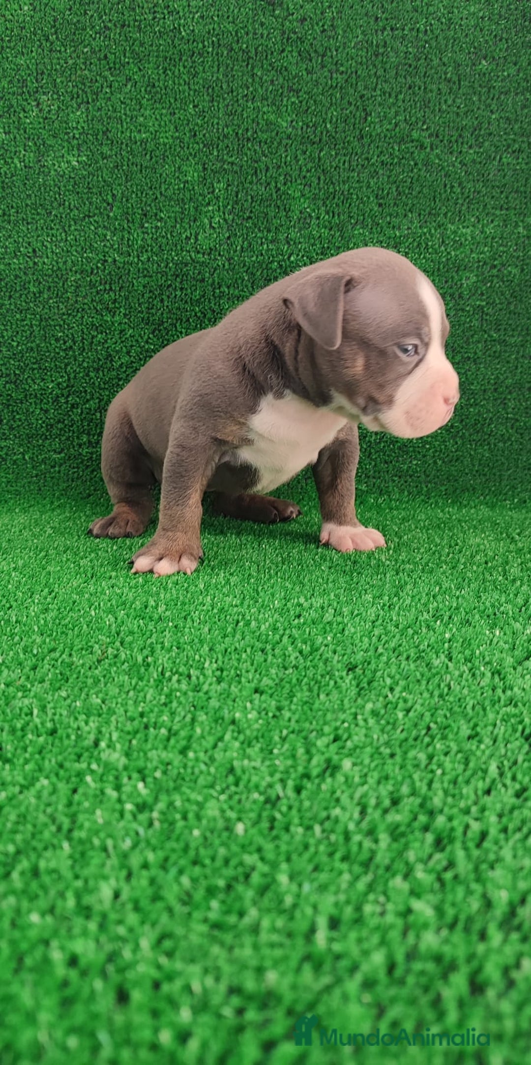 American Bully perros en venta: American bully pocket  - Imagen 6