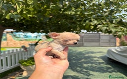 Chihuahua perros en venta: Excelentes chihuahuas - Imagen 3