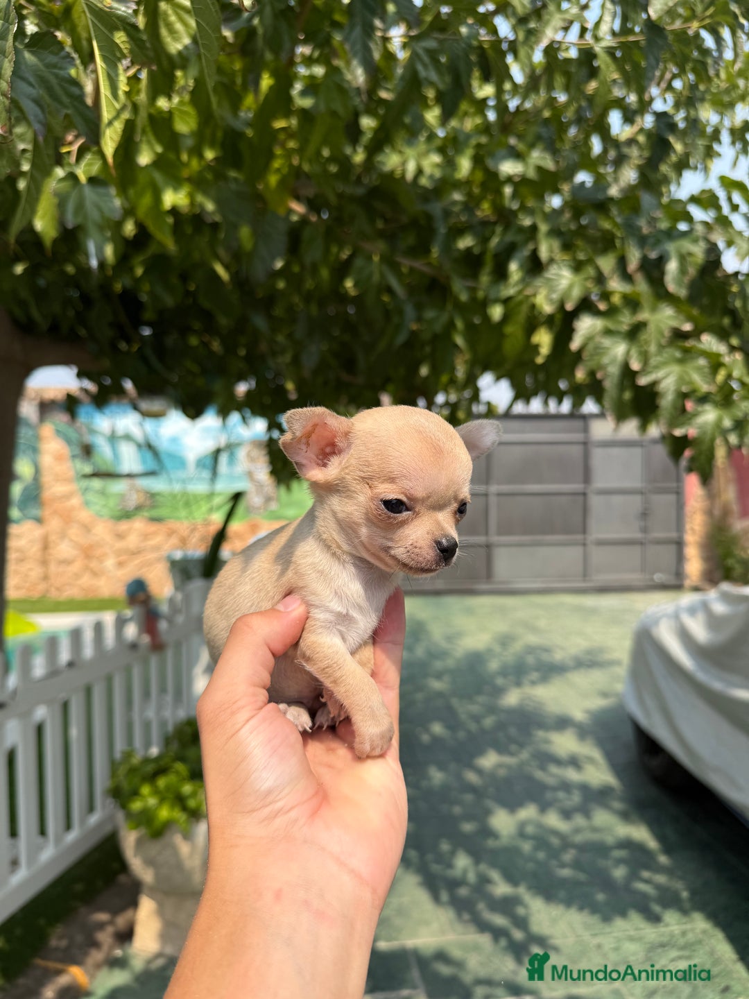 Chihuahua perros en venta: Excelentes chihuahuas - Imagen 3