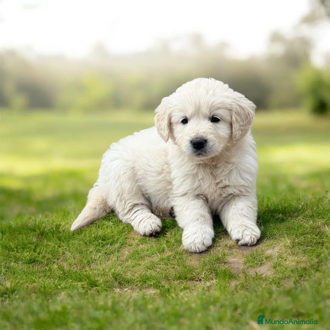 Golden Retriever perros en venta: CAMADA GOLDEN - Anuncio 3