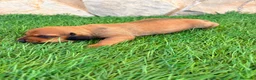 Teckel Miniatura perros en venta: Teckel miniatura rojizo - Anuncio 6