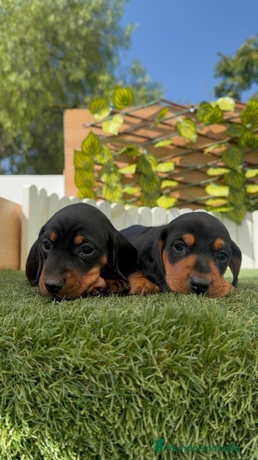 Teckel Miniatura perros en venta: TECKEL MINIATURA - Imagen 14