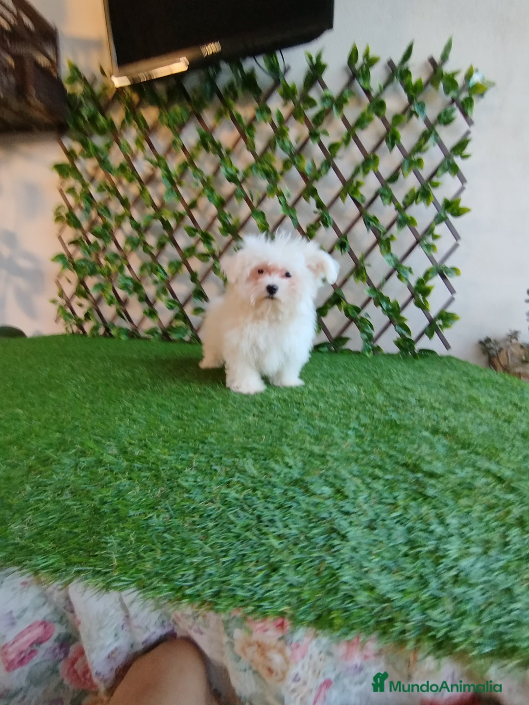 Bichón Maltés perros en venta: Bichón maltés toy  - Anuncio 3