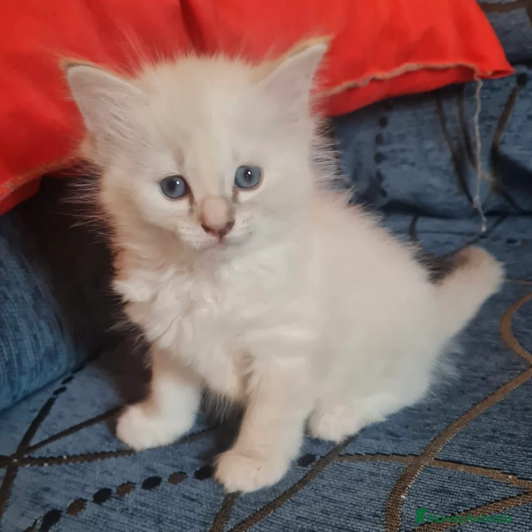 Ragdoll gatos en venta: Ragdoll - Anuncio 4