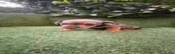 Teckel Miniatura perros en venta: teckel miniatura  - Anuncio 16