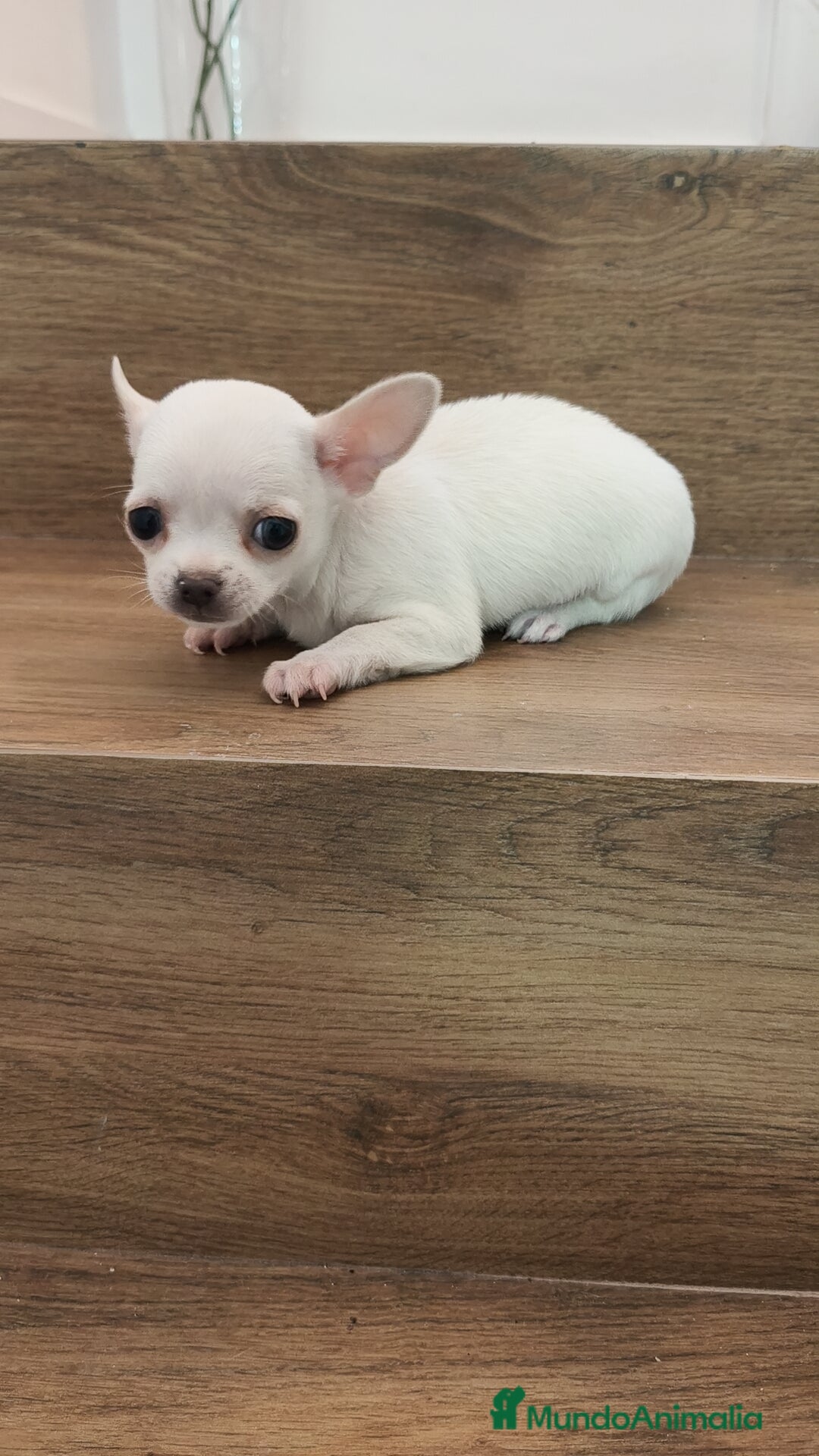 Chihuahua perros en venta: Chihuahua Toy  - Anuncio 5