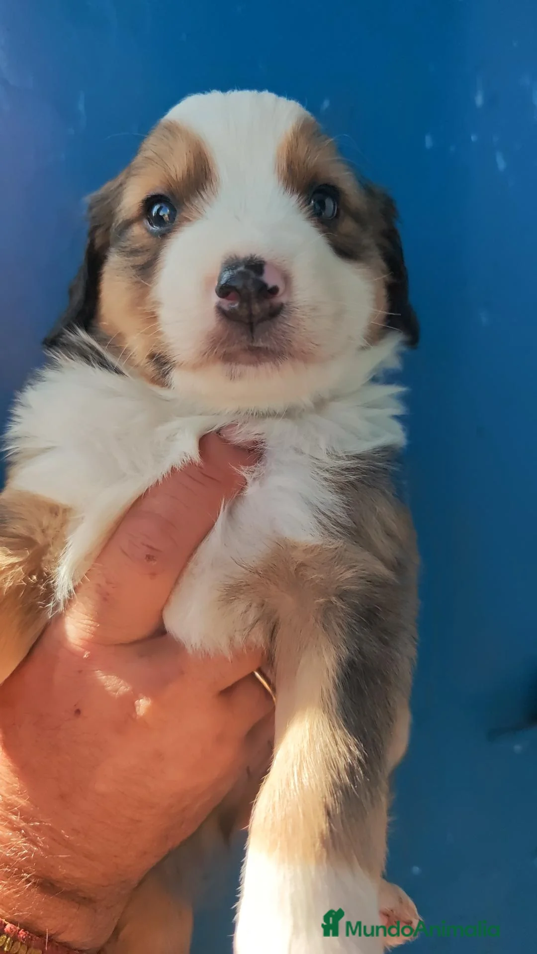 Border Collie perros en adopcion: Preciosos bebés carea - Anuncio 2