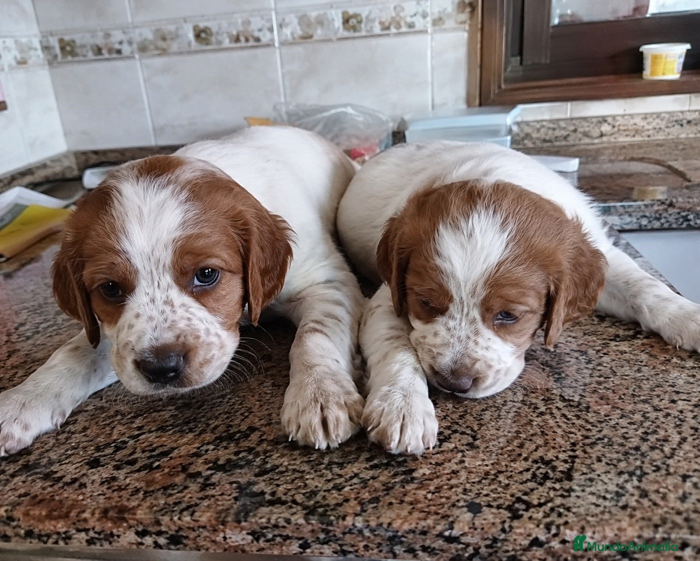 Épagneul Breton perros breton - malaga - entrega  - Anuncio 5