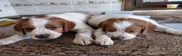 Épagneul Breton perros en venta: breton - malaga - entrega  - Anuncio 1