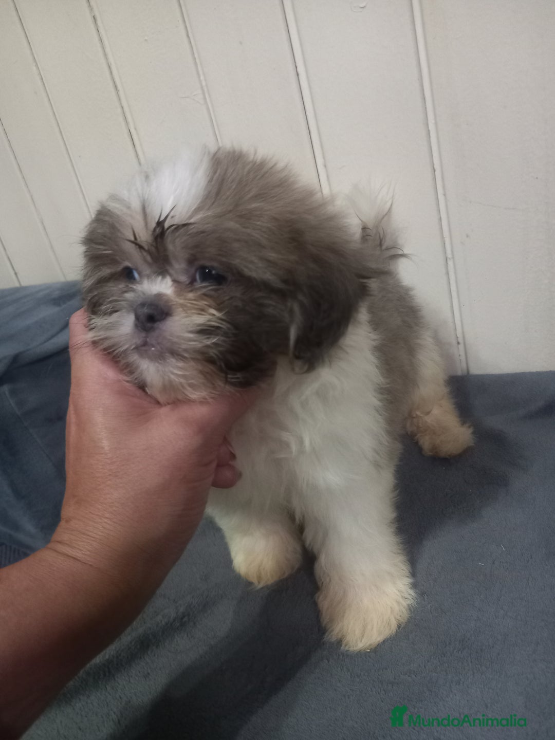 Shih Tzu perros en venta: Shih tzu  - Imagen 5