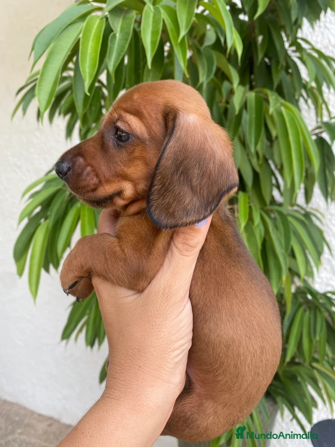 Teckel perros en venta: Teckel miniatura excelente calidad 601144783 en Valencia - Anuncio 11