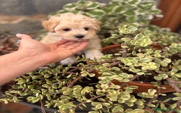 Maltipoo perros en venta: Maltipoo disponible !!! - Imagen 1