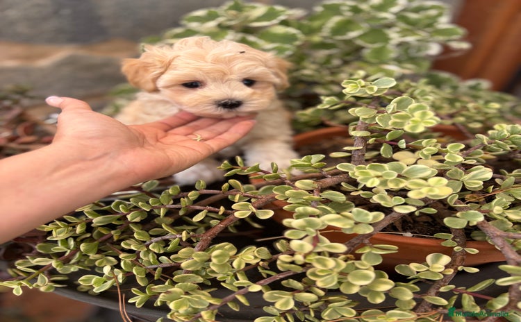 Maltipoo perros - Anuncio 3