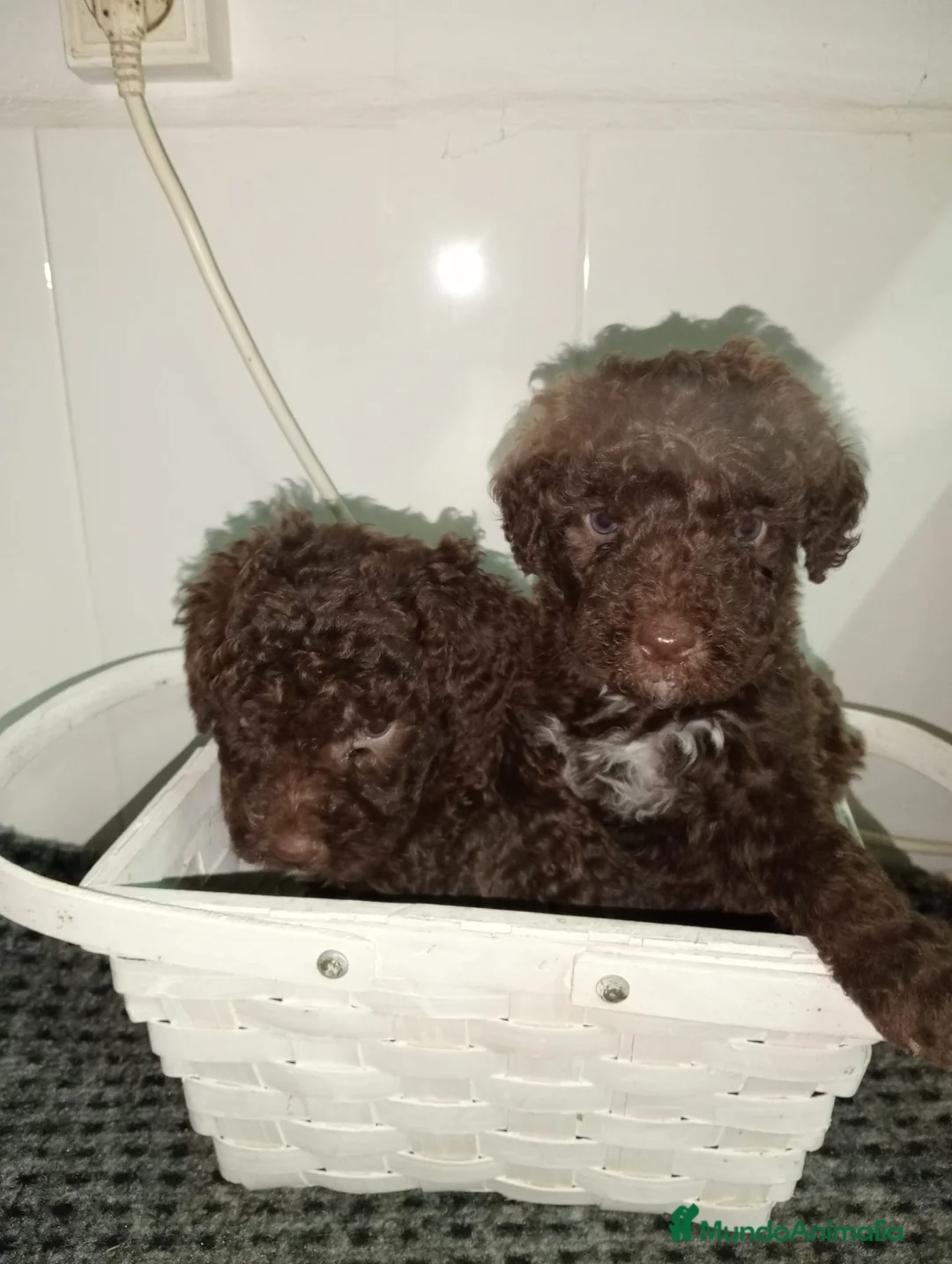 Perro de Agua Español perros en venta: Perro de agua  - Anuncio 5